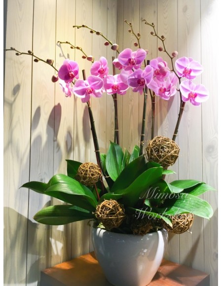 OR505 - 5菖粉紅色蝴蝶蘭及陶瓷花盆